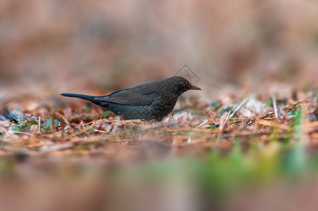 黑鸟观察大自然 寻找食物棕色野生动物动物群灰色栖息动物黑色男性羽毛季节背景图片