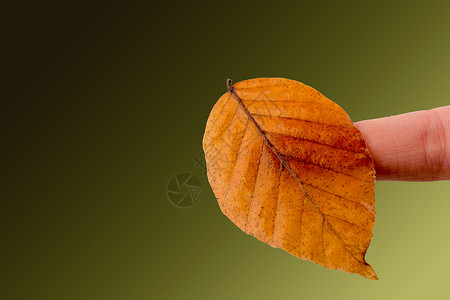 手握着白色背景的干枯秋叶植物棕色黄色叶子树叶水彩季节干叶背景图片