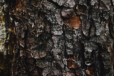 天然木树纹理作为木制背景环境和自然植物皮肤橡木材料树干树木松树宏观森林奢华背景图片