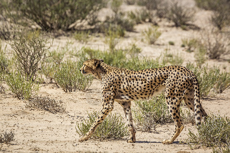 埃托沙潘南非Kgalagadi跨界公园Cheetah气候野生动物生物自然保护区哺乳动物旅游驱动野性荒野风景背景