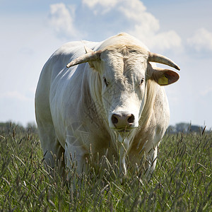 夏季长草地上的白角公牛喇叭家畜农场牛奶身体金发女郎牛肉农业奶牛动物自然高清图片素材