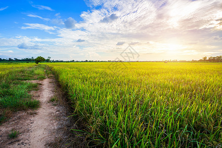 离地平线有多远美丽的绿玉米田 有日落的天空背景草地国家太阳粮食农业季节场地晴天农村生长背景