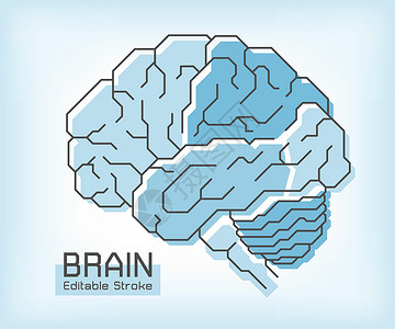 增值税大脑解剖学和轮廓描边 额顶颞枕叶小脑和脑干 医学概念 可编辑描边插画