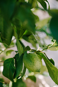 柠檬树枝新娘的订婚戒指在绿色柠檬上 在树枝上背景