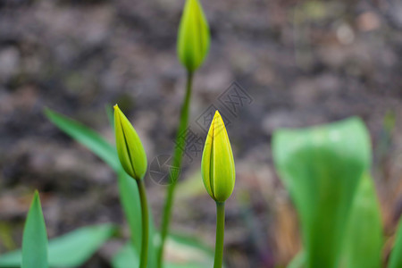 春天公园的郁金香景色很美植物群高清图片素材