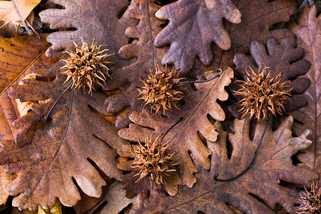 作为秋天背景的干叶上的棕色豆荚植物学黄色季节水彩彩叶植物植物群叶子树叶花园背景图片