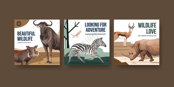 犀牛和斑马大猫长颈鹿高清图片