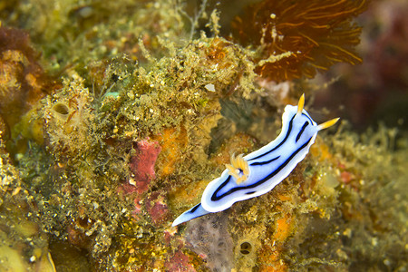 蓝珊瑚海蛞蝓 Lembeh 北苏拉威西岛 印度尼西亚背景