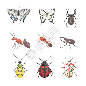 热锅上蚂蚁白色背景上的水彩甲虫插图集插画