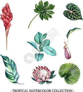 亚木沟一套用于装饰的独立水彩叶子花卉插图白色热带绘画手绘创造力树叶艺术插画