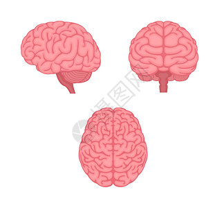 换个角度人体大脑矢量插图3个角度组器官创新生物下丘脑头脑小脑神经教育知识分子风暴设计图片