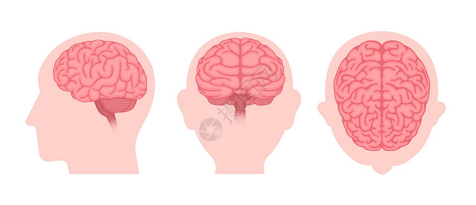 换个角度人体大脑矢量插图3个角度组创新器官药品下丘脑爬行动物风暴思考小脑智力创造力设计图片