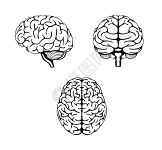 换个角度人体大脑矢量插图3个角度组解剖学下丘脑小脑药品头脑生物爬行动物心理学生物学风暴设计图片