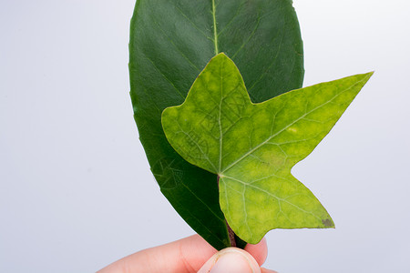 手握着白色背景的绿叶树叶棕色季节干叶叶子水彩植物黄色背景图片