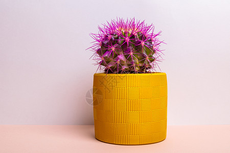 黄色的花盆黄锅里有大紫刺的圆形仙人掌花盆陶瓷黄色紫色粉色艺术植物肉质生长背景