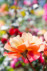 自然的美丽玫瑰植物群庆典礼物花朵花瓣植物叶子花瓶婚礼园艺背景图片