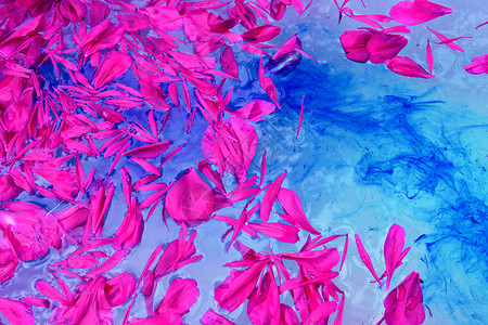 漂浮紫色花瓣粉红色的花瓣漂浮在蓝色的水面上背景