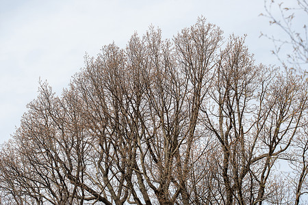 枯燥的蓝灰色春空背景上的小树枝背景