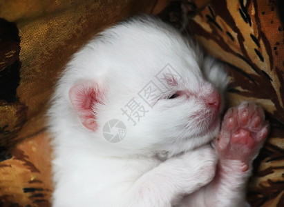 小白猫红色的毛茸茸的高清图片