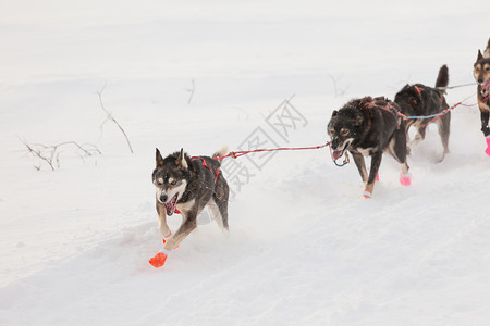 疯狂的雪橇小狗队用力拉犬类冒险马具跑步团队糊状地区精神速度动物背景图片