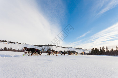 疯狂的雪橇小狗队用力拉地区速度精神毛皮竞赛奉献糊状动物跑步荒野背景图片