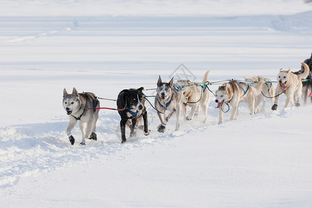 疯狂的雪橇小狗队用力拉奉献跑步荒野竞赛冒险精神毛皮团队动物糊状背景图片