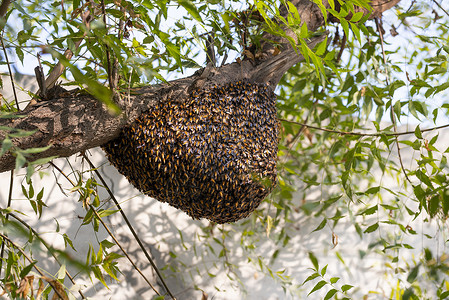 蜜蜂群挂在树上蜂群在树周围建造一个新的蜂巢背景图片