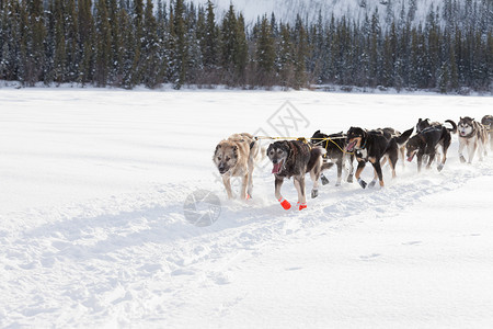 疯狂的雪橇小狗队用力拉竞赛犬类冒险荒野马具奉献背光团队动物跑步背景图片