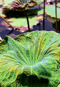池塘荷花枯叶叶子绿色百合热带植物背景图片