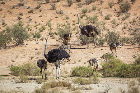 埃托沙潘南非Kgalagadi跨界公园的非洲Ostrich气候野生动物荒野游戏鹤科小动物自然保护区动物生物保护区背景