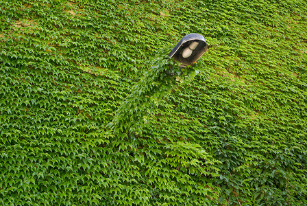 墙上覆满绿色的常春藤叶背景植物藤蔓叶子绿化背景图片