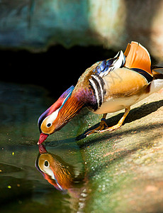 艾克斯动物园的普通话鸭公园游泳动物镜子羽毛池塘橙子荒野野生动物翅膀背景