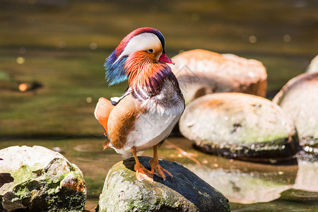 艾克斯动物园的普通话鸭游泳支撑世界反射公园蓝色橙子荒野野生动物情调背景