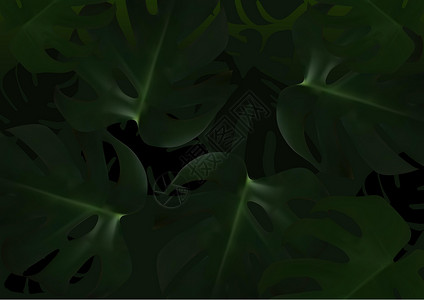深色背景与热带叶问候植被名片植物学旅行异国插图海报区系雨林背景图片