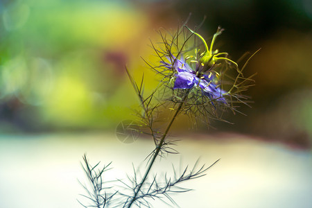 蓝色花朵――奈杰拉·达马斯塞纳背景图片