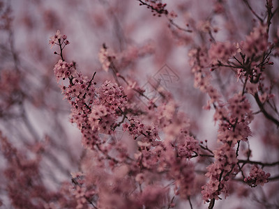 春天的美丽樱花花果园植物柔软度季节植物群花瓣花园植物学园艺公园背景图片