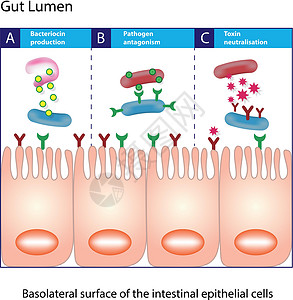 细胞代谢肠腔 柱状上皮细胞插画