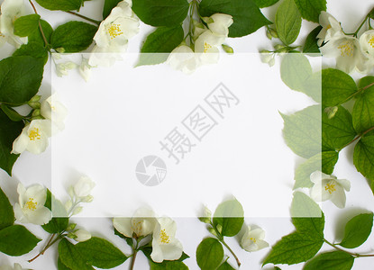 花木板由茉莉花流制成 在白底花边框上隔离花朵植物群纪念日明信片花卉植物学设计元素枝条叶子背景图片