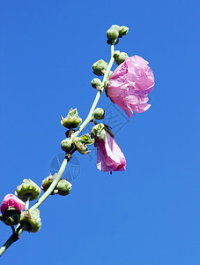 粉红色的锦葵花玫瑰紫色花园花束花瓣花粉花朵草本植物宏观季节背景图片