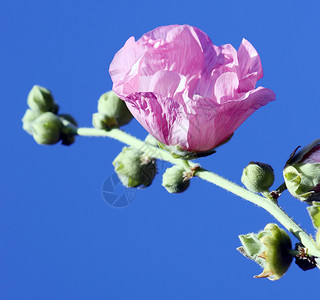 粉红色的锦葵花植物学宏观花朵花园花瓣玫瑰花粉雌蕊草本植物季节背景图片