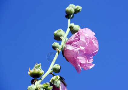 粉红色的锦葵花花束花粉花园玫瑰宏观花瓣季节植物学雌蕊花朵背景图片