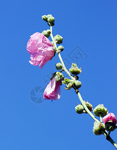 粉红色的锦葵花花朵花瓣花园宏观草本植物季节花束花粉玫瑰植物背景图片