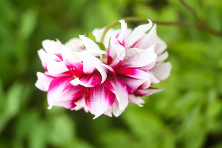 Dahlia花朵 夏天公园有双色花瓣植物学场地生长空气艺术园艺紫色花束植物群公园背景图片