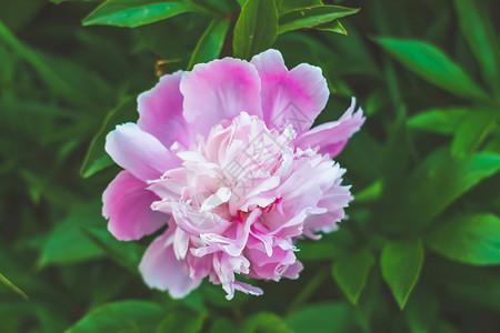 洛阳牡丹花会夏令营的粉红小马花玫瑰植物花朵叶子庆典花园礼物艺术花瓣文化背景