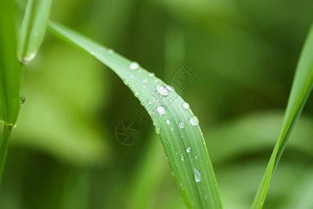 夏季新品上新夏季草原上新鲜绿草 雨后滴水环境气泡生长液体雨滴反射树叶宏观阳光花园背景