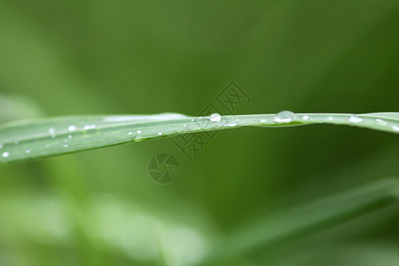 夏季新品上新夏季草原上新鲜绿草 雨后滴水宏观植物群树叶阳光液体草药生长环境花园反射背景