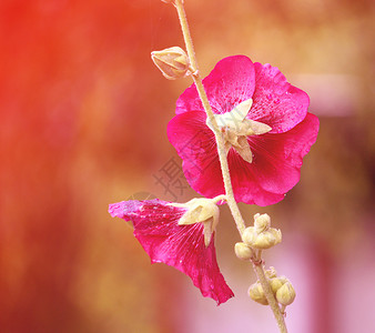 粉红色的锦葵花宏观雌蕊叶子花瓣木槿花期花园植物蔷薇绣球花背景图片