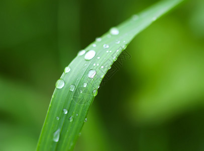 夏季新品上新夏季草原上新鲜绿草 雨后滴水树叶草本植物天气花园水滴生长气候反射阳光草地背景