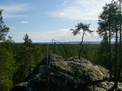 芬兰的绿树林 顶级风景天线木材木头林业顶峰日志建筑冒险环境针叶林背景图片