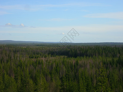 芬兰的绿树林 顶级风景国家林业木头沼泽沼泽地森林针叶树林地环境工厂背景图片
